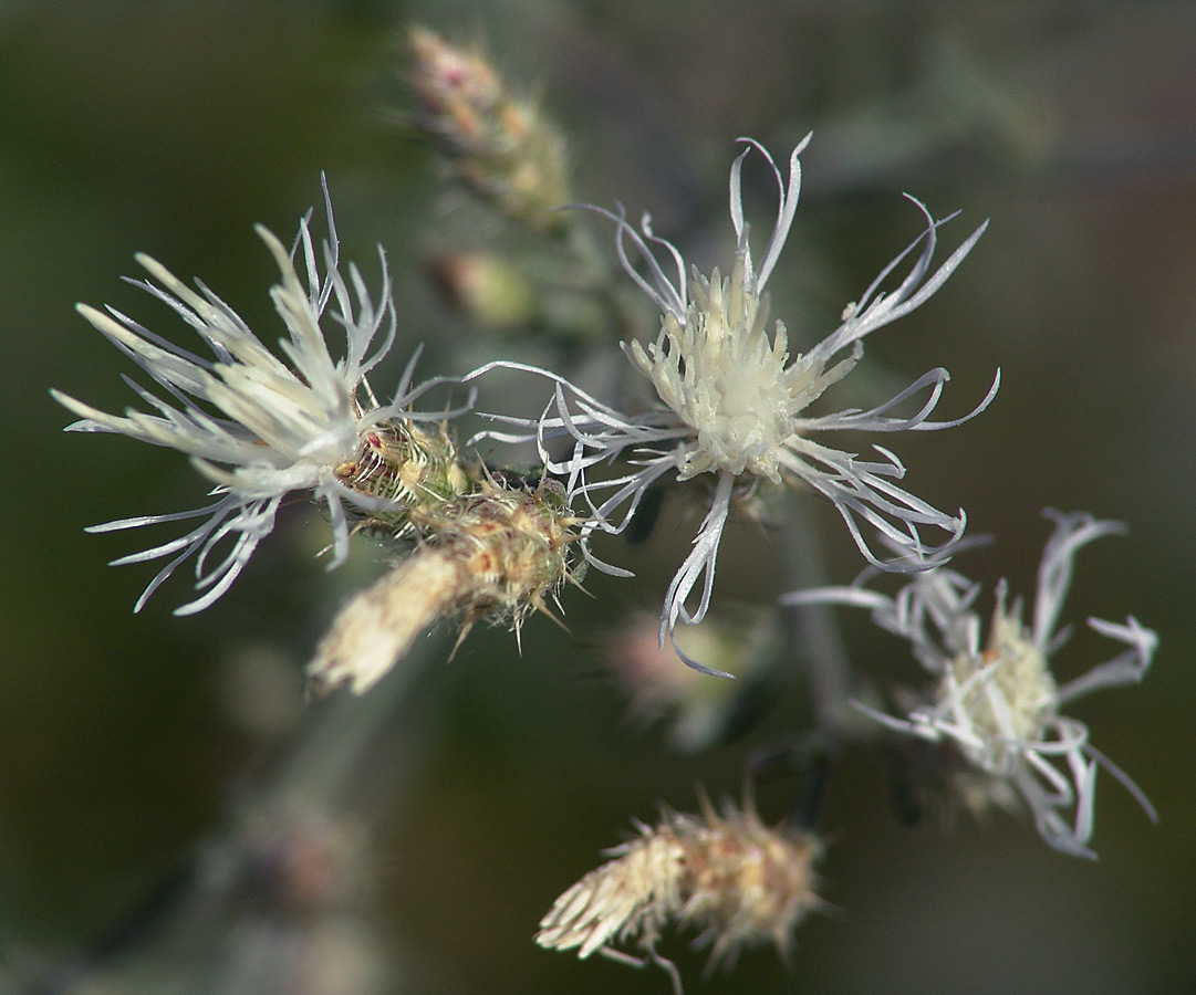 Image of Centaurea diffusa specimen.