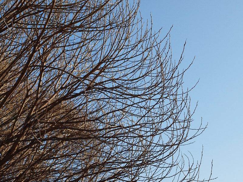 Image of Salix fragilis var. sphaerica specimen.