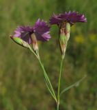 Dianthus fischeri