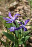 Vinca herbacea. Цветки и листья. Ростовская обл., Мясниковский р-н, окр. х. Недвиговка 29.04.2007.