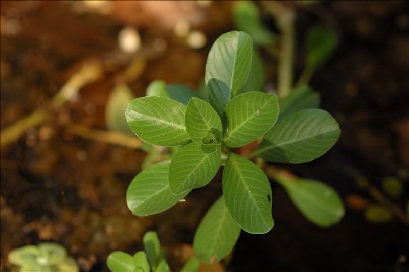 Image of Ludwigia adscendens specimen.