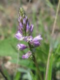 Polygala comosa. Соцветие. Украина, Запорожский р-н, Дурная балка, разнотравная степь. 02.05.2012.