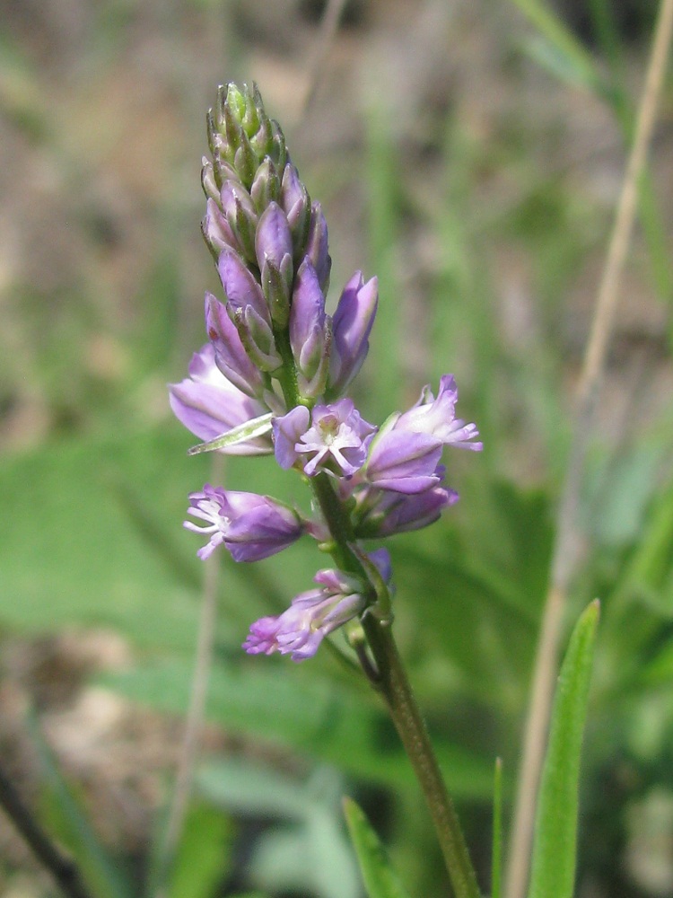 Image of Polygala comosa specimen.