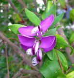 Polygala myrtifolia. Соцветие. Монако, Монако-Вилль, площадь Пляс-де-Палэ перед зданием Княжеского дворца. 19.06.2012.