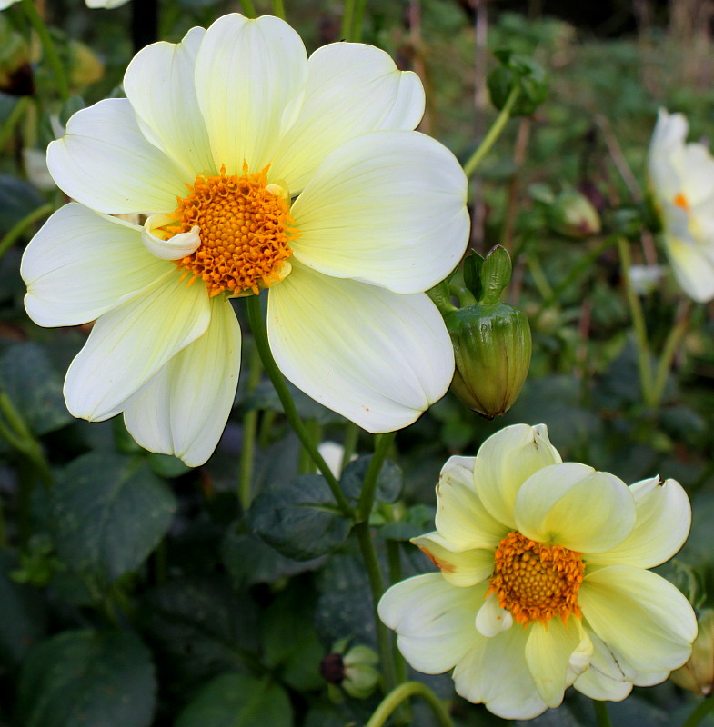 Изображение особи Dahlia × cultorum.