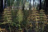 Equisetum sylvaticum