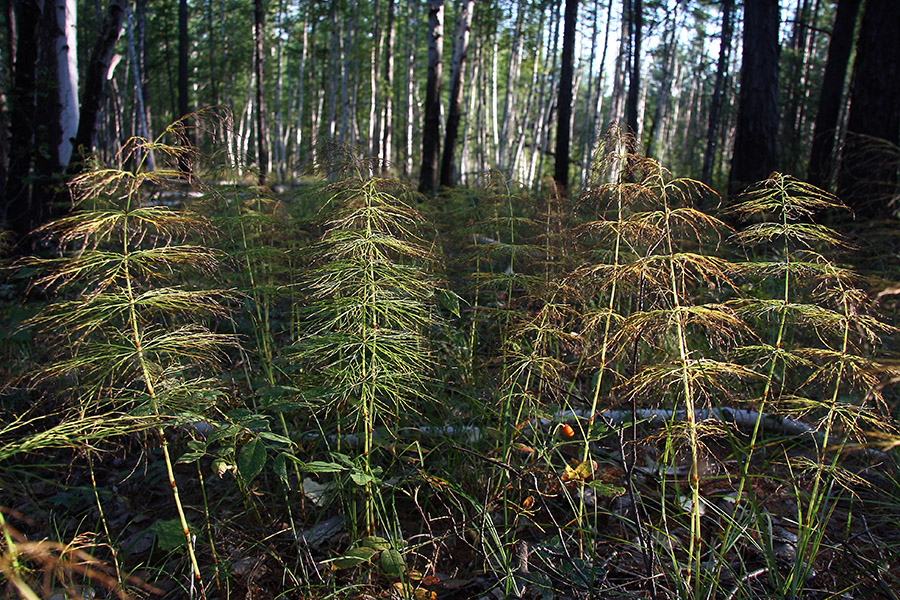 Изображение особи Equisetum sylvaticum.