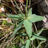 Euphorbia terracina. Средняя часть побега. Испания, автономное сообщество Каталония, провинция Барселона, монастырь Монтсеррат, склон горы. 09.07.2012.