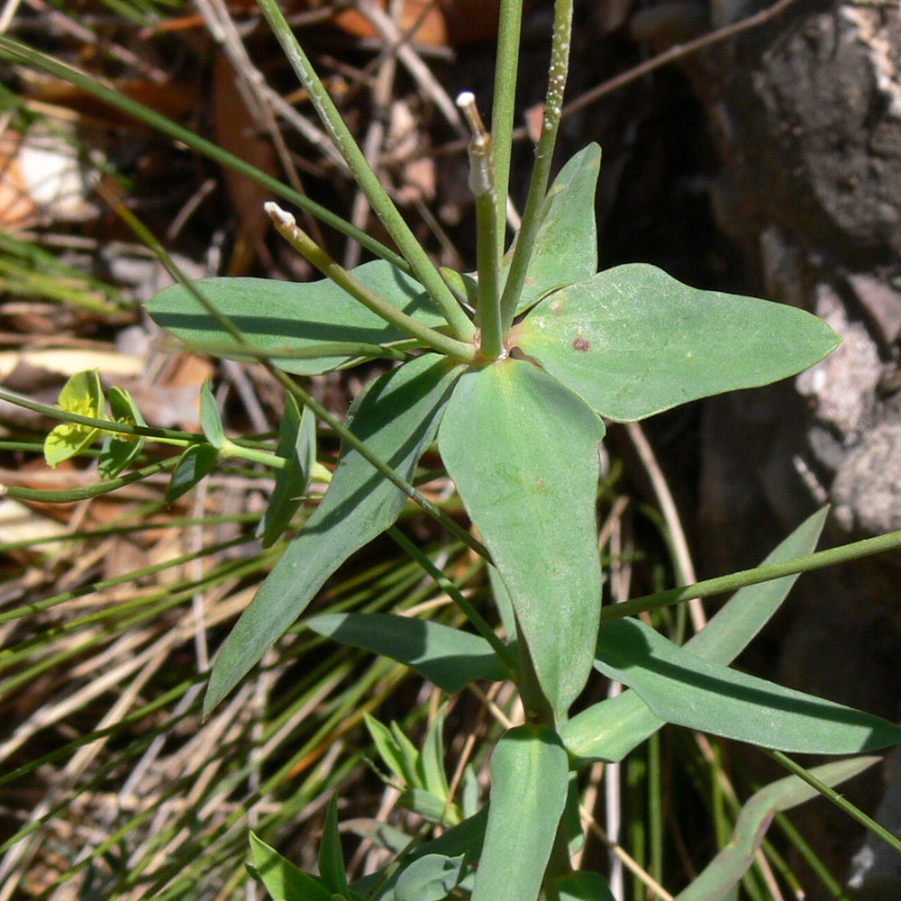 Image of Euphorbia terracina specimen.