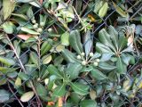 Pittosporum tobira