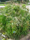 Cyperus involucratus