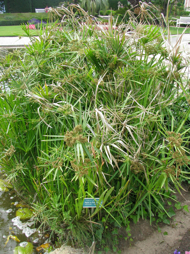 Изображение особи Cyperus involucratus.