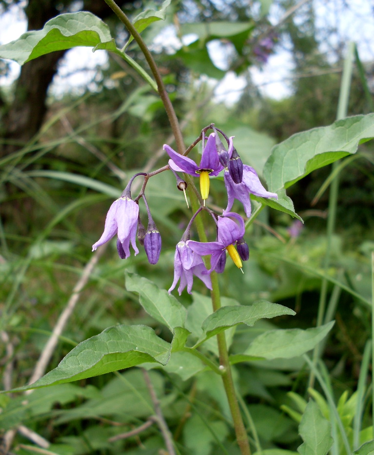 Изображение особи Solanum dulcamara.