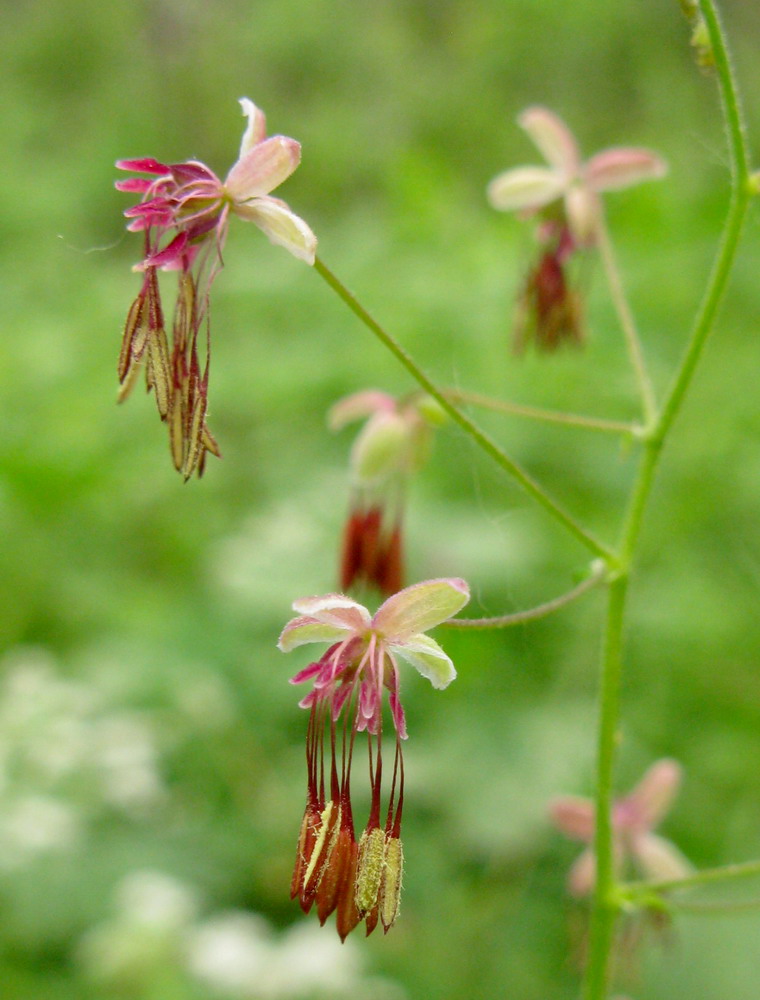 Image of Thalictrum foetidum specimen.