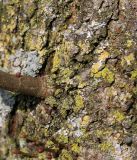 Tilia cordata. Часть ствола с основанием побега. Германия, г. Кемпен, на детской площадке. 22.03.2013.
