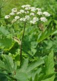 Heracleum moellendorffii. Верхушка цветущего растения. Приморье, бухта Уполномоченная. 10.08.2012.