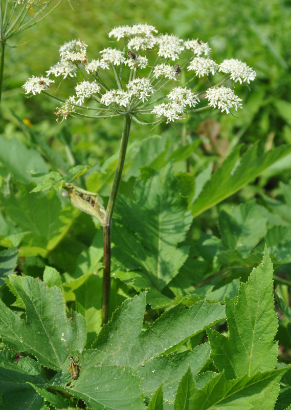 Изображение особи Heracleum moellendorffii.