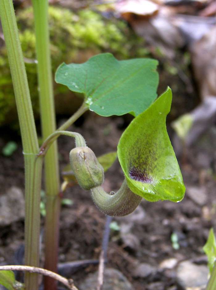 Изображение особи Aristolochia iberica.