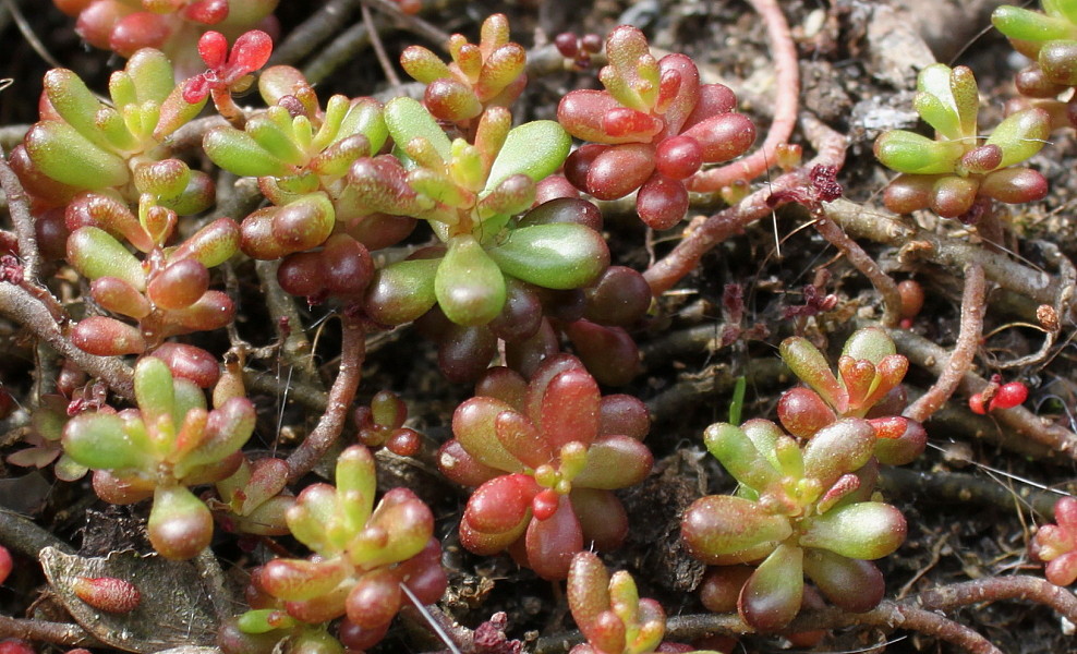 Image of Sedum hispanicum specimen.