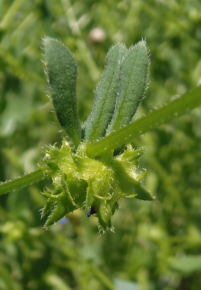 Изображение особи Asperugo procumbens.