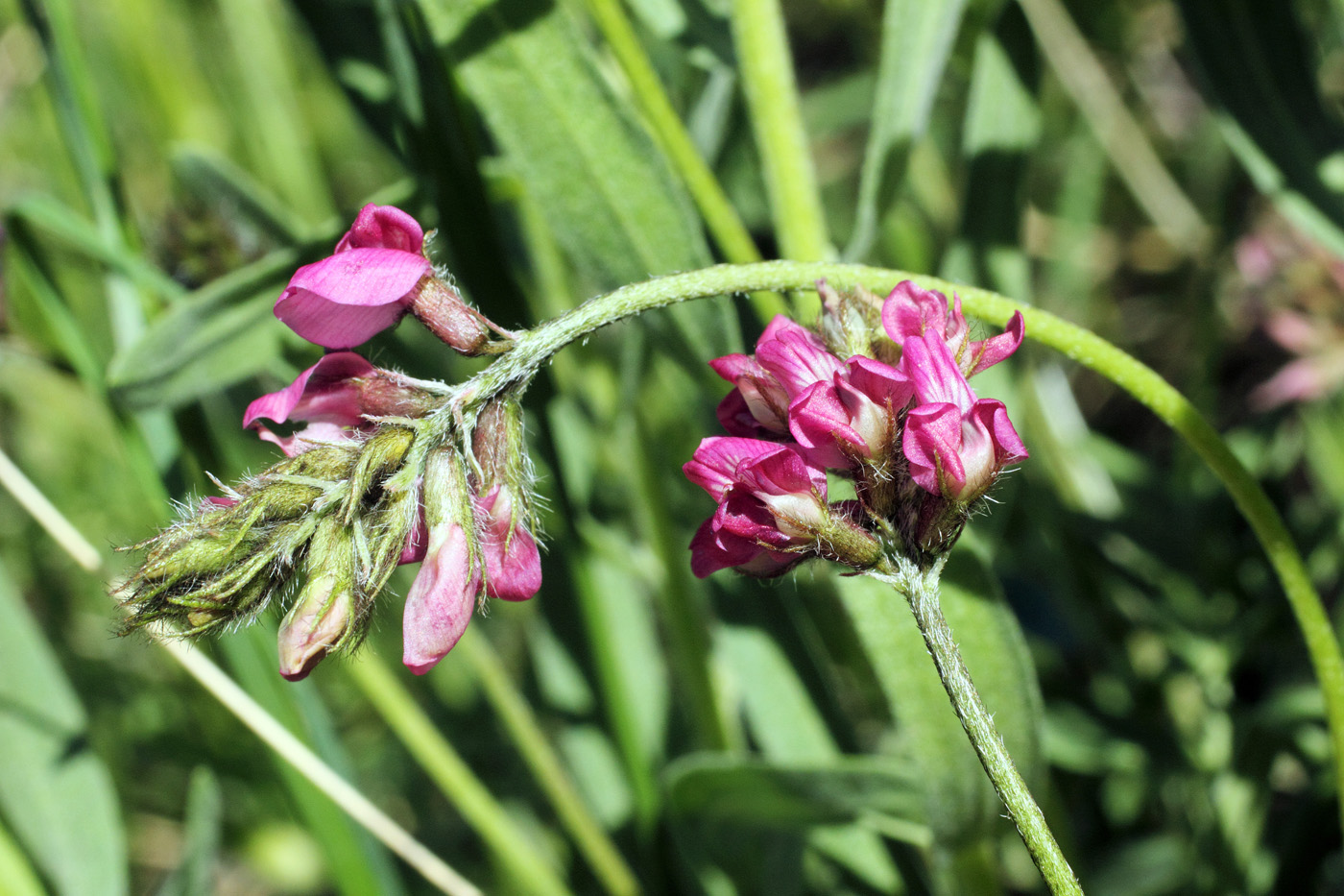 Изображение особи Oxytropis tschimganica.