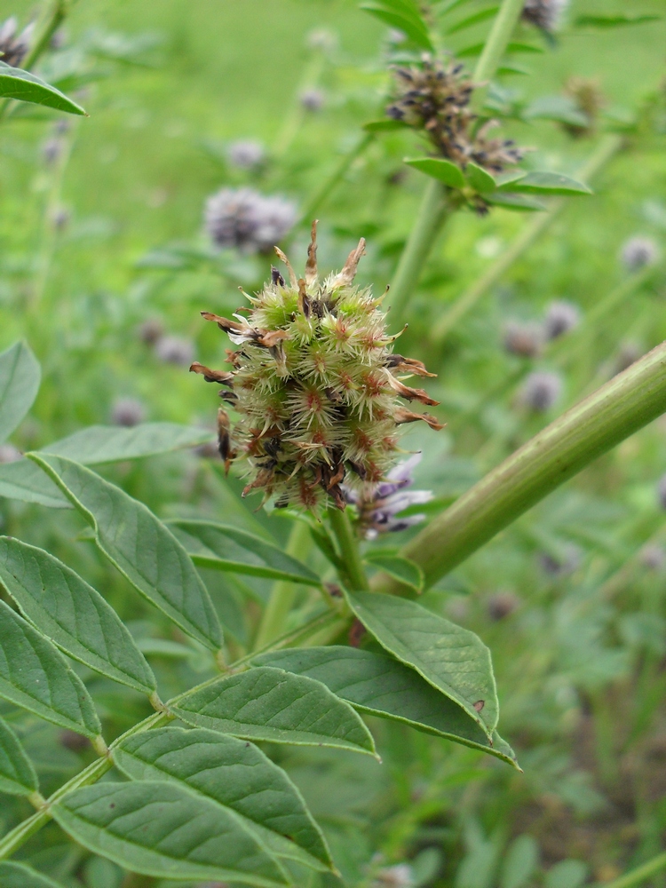 Изображение особи Glycyrrhiza echinata.