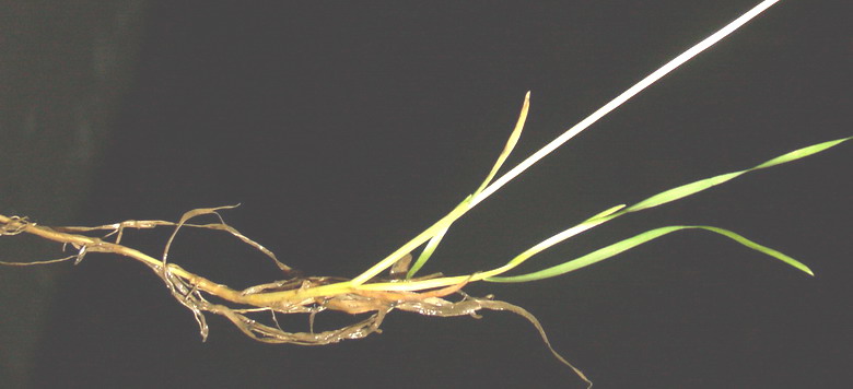 Image of Poa supina specimen.