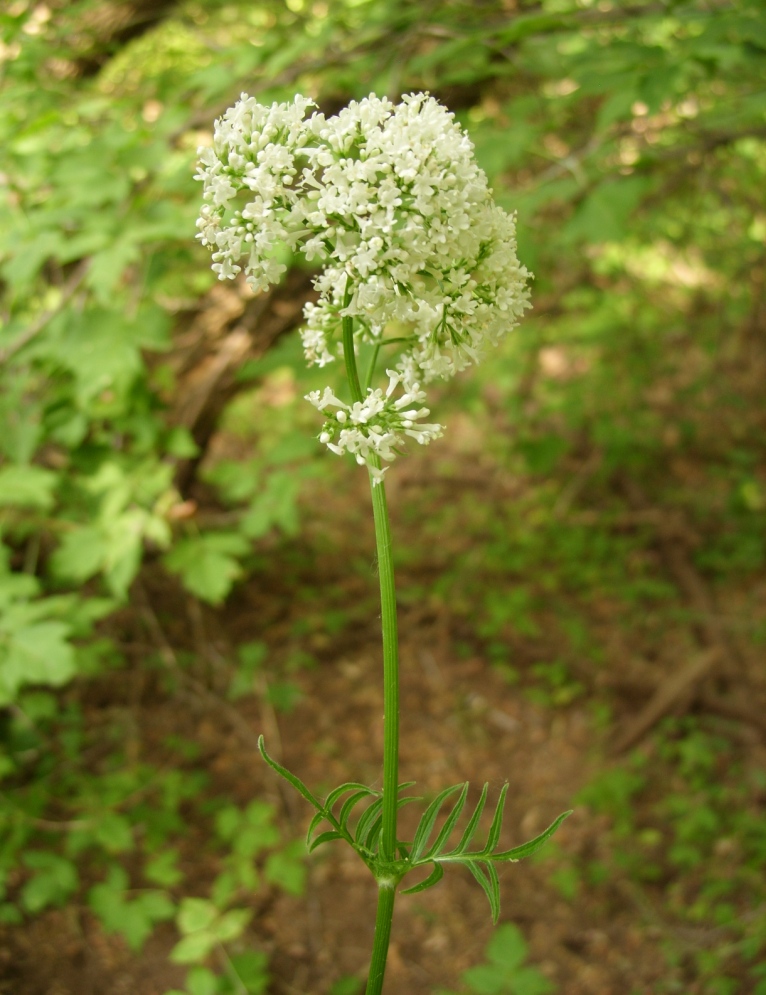 Image of Valeriana wolgensis specimen.