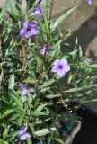 Ruellia simplex. Побеги с цветками. Таиланд, Бангкок, в культуре. 17.06.2013.