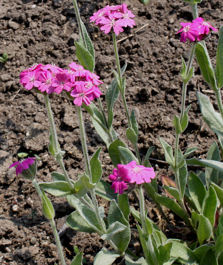 Image of Lychnis flos-jovis specimen.