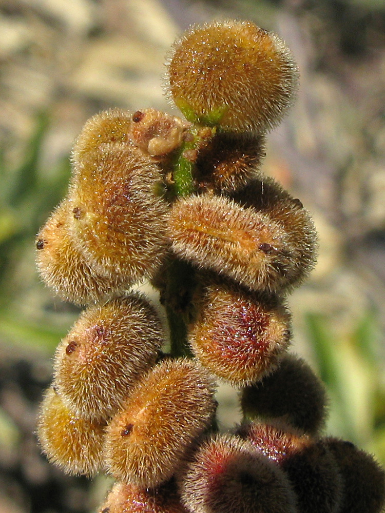 Image of Rhus coriaria specimen.