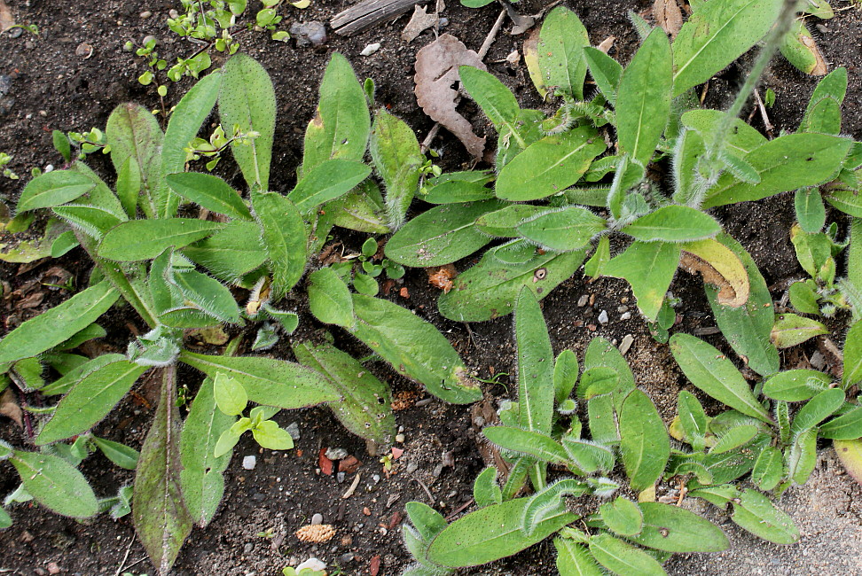 Изображение особи Pilosella aurantiaca.