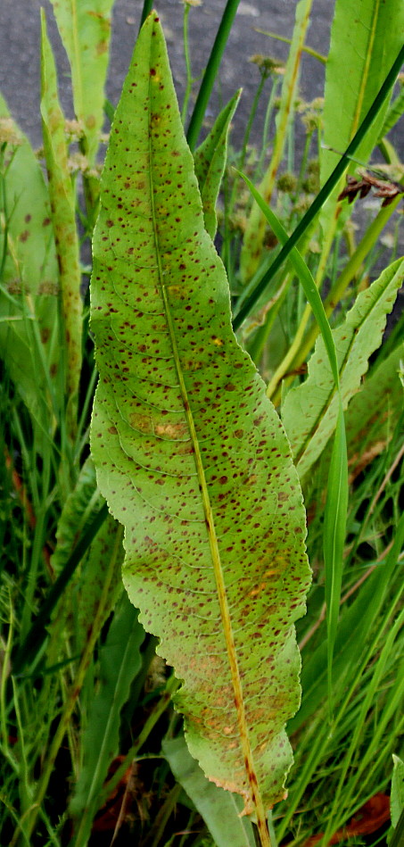 Изображение особи Rumex hydrolapathum.