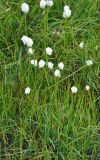 genus Eriophorum. Плодоносящие растения. Камчатский край, Ключевская группа вулканов, верховья р. Студеная. 24.07.2013.