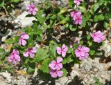 Catharanthus roseus. Цветущее растение. Таиланд, остров Тао, в культуре. 27.06.2013.