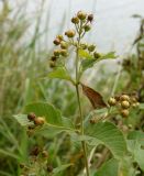 Lysimachia vulgaris. Верхушка плодоносящего растения. Московская обл., г. Королёв, прибрежный луг реки Клязьма. 31.08.2013.