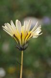 Taraxacum lilacinum