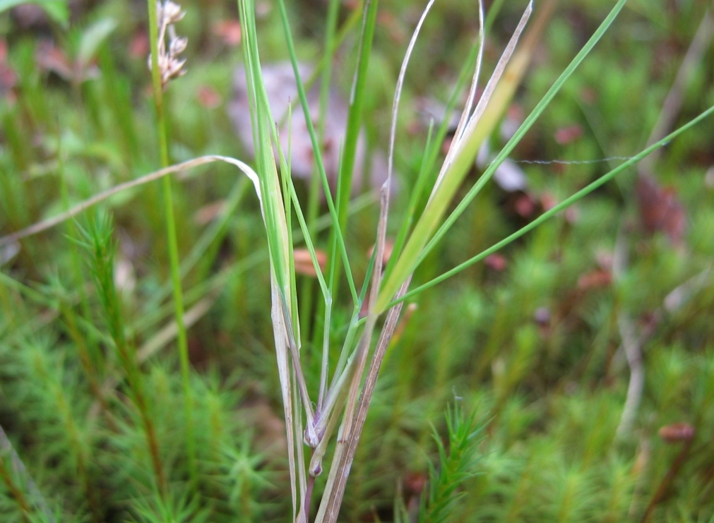 Изображение особи Agrostis canina.