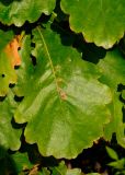 Quercus dentata