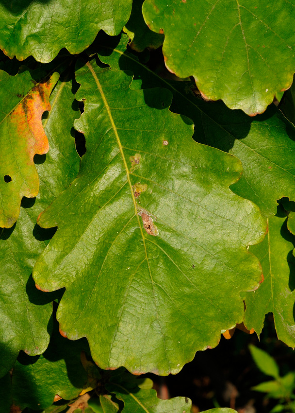 Изображение особи Quercus dentata.