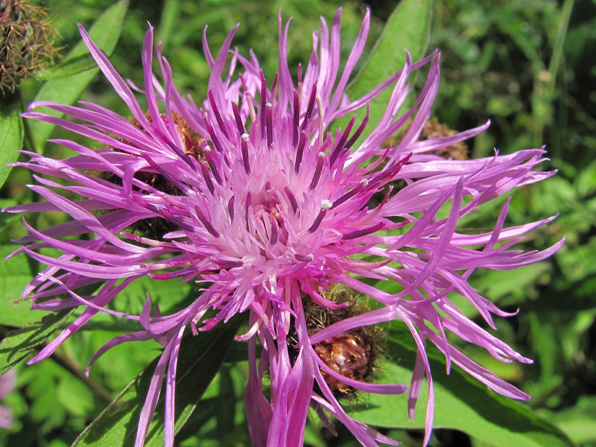 Image of Centaurea phrygia specimen.