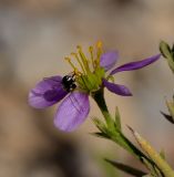 Fagonia mollis