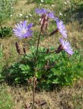 Lactuca tatarica