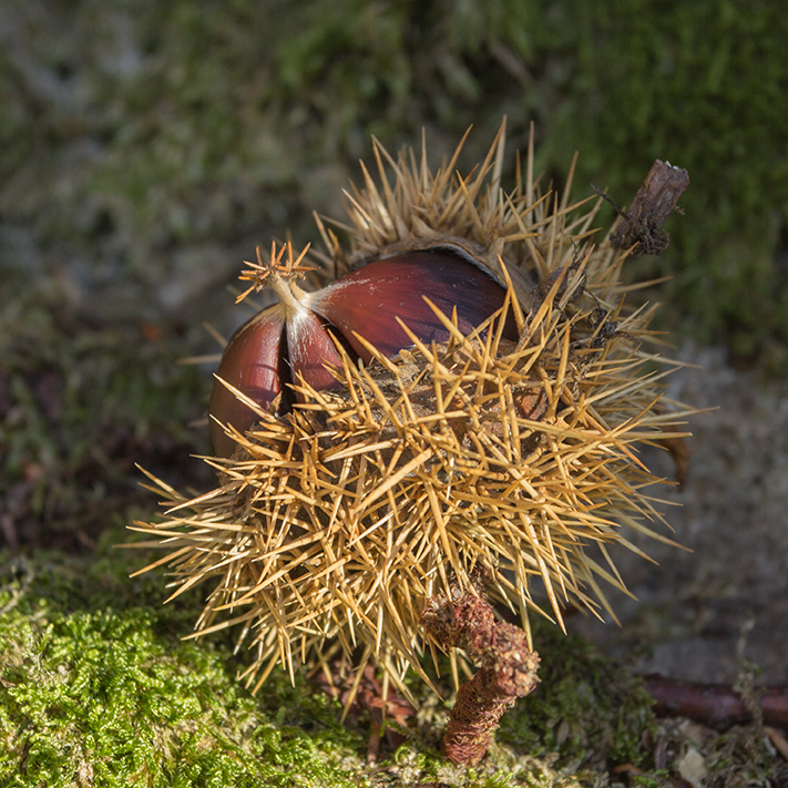 Image of Castanea sativa specimen.