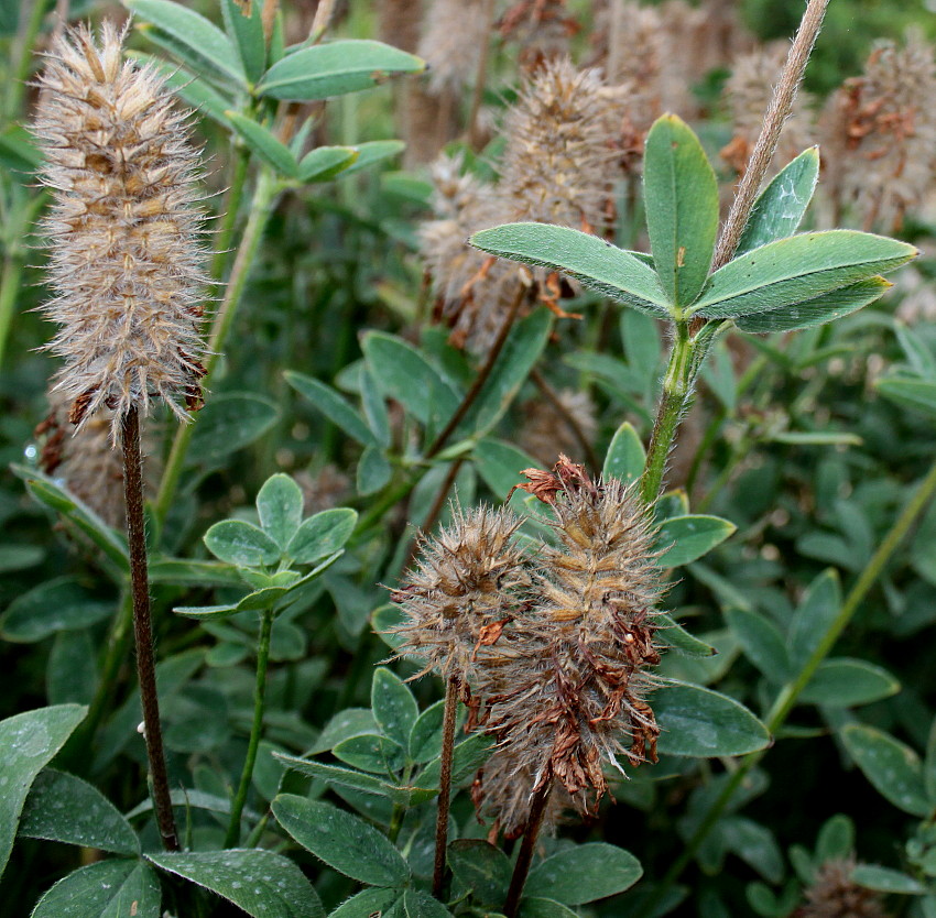 Изображение особи Trifolium ochroleucon.