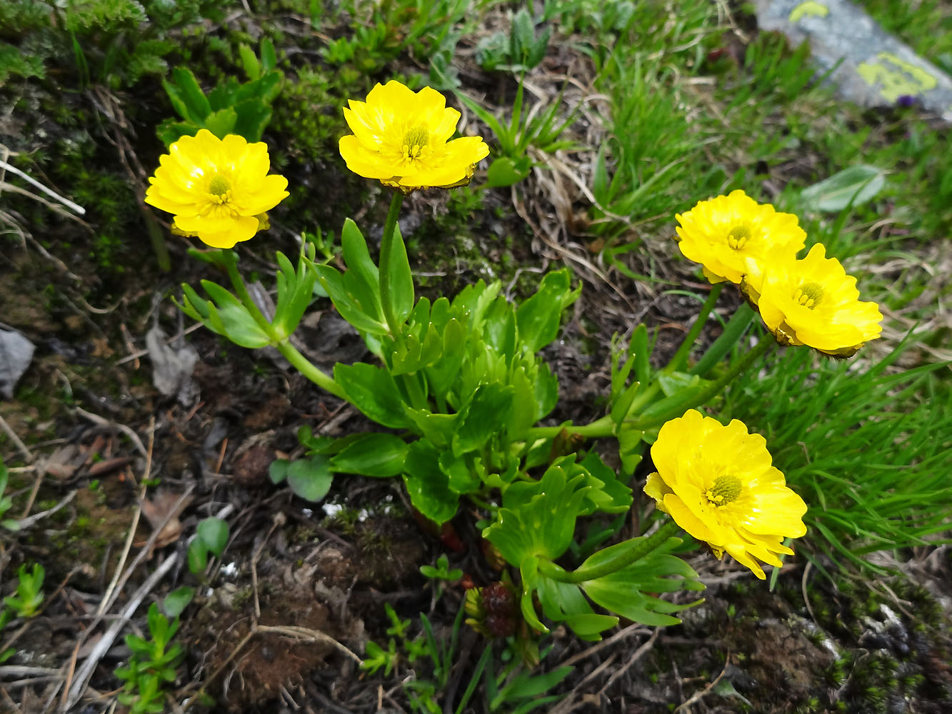 Image of Ranunculus altaicus specimen.