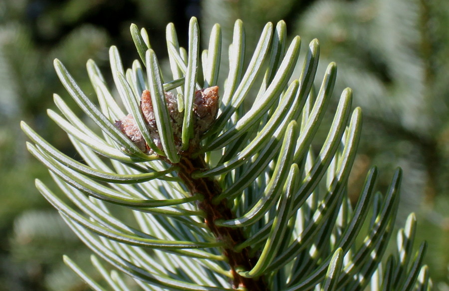 Image of Abies nordmanniana ssp. equi-trojani specimen.