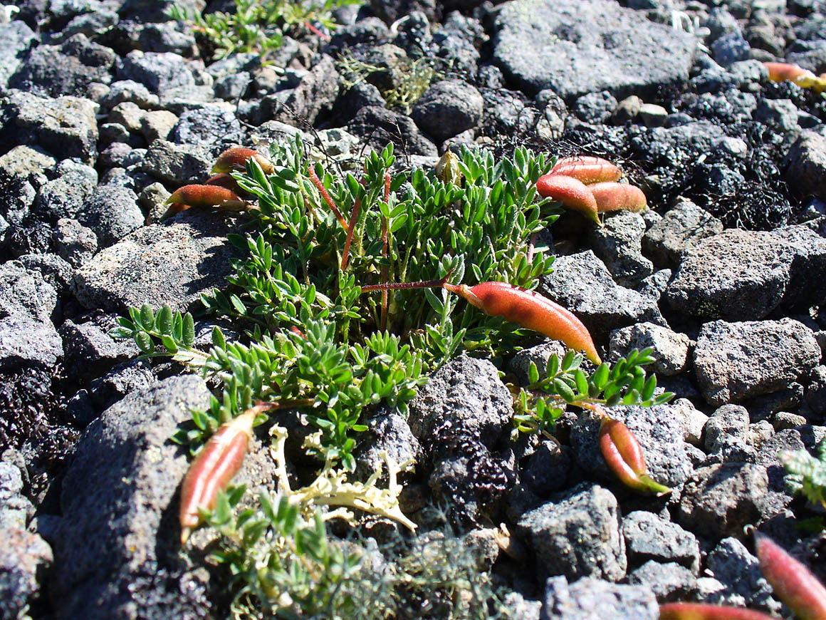 Image of Oxytropis czukotica specimen.