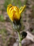 Pilosella onegensis