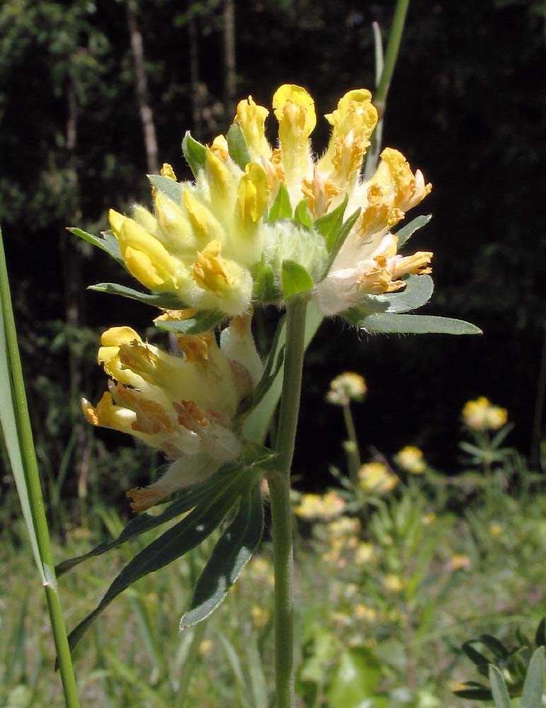 Изображение особи Anthyllis vulneraria.